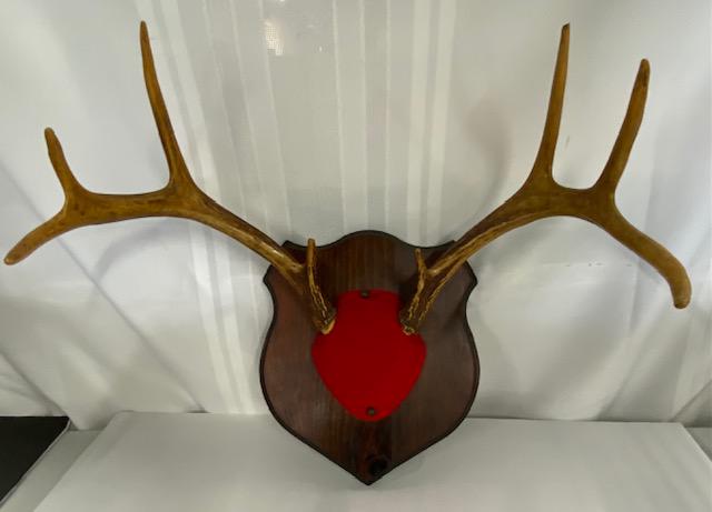 Deer Antler Mount: Deer Antler Mount. 8 Point. Apx. 12" Board. Apx. 16" widest at antlers. Photo's are considered part of the