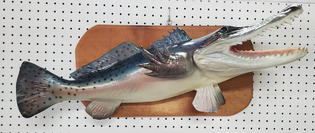 Interesting Gator Head /Fish Taxidermy Mount (1 of 8)