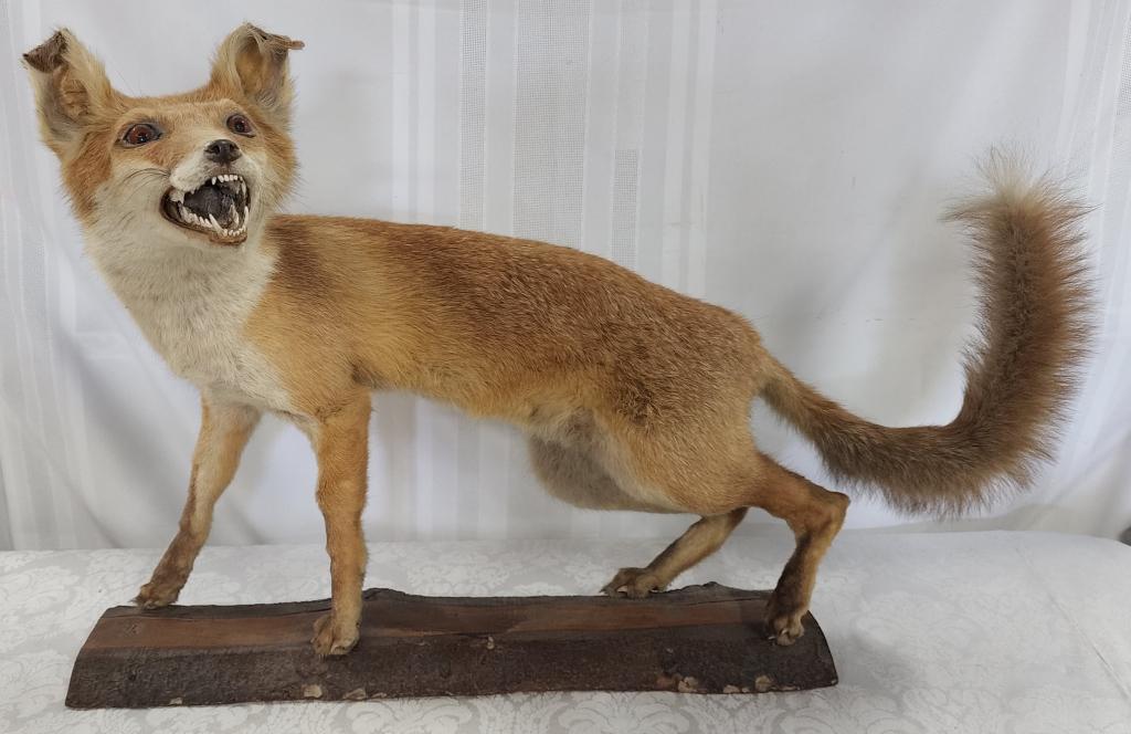 Taxidermy Fox/Dog on a Log Look Board (1 of 6)