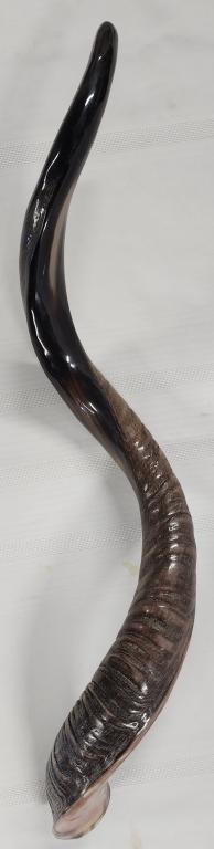 Kudo Shofar Polished Horn: Kudo Shofar polished horn. - decorative art piece. - 31"L. Photos are considered part of the description and condition.