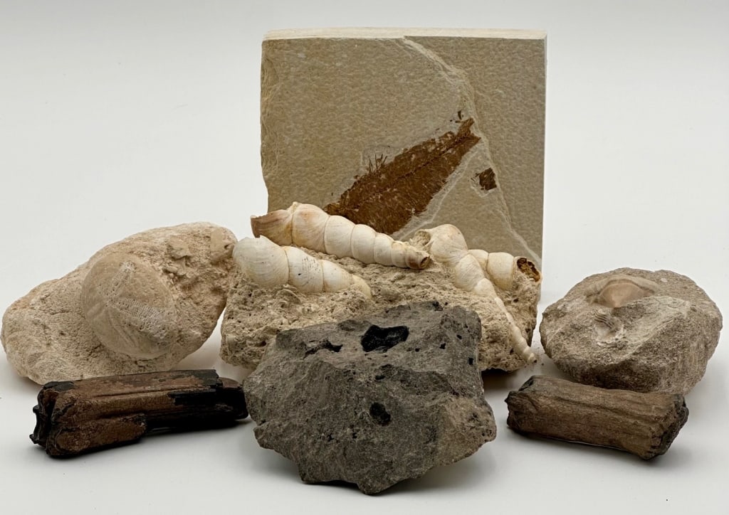 Collection of 7 Fossils: Collection of Fossils. *5x5 Fossil Fish - Knightia Eocaena Eocene 55-35 MYA. *3" x 5" Fossil Snail Shells. *Horse Tooth - Peace River, FL. *4.5" Herkimer Diamond Matrix. *3.5" Fossil Shank Tooth Mount