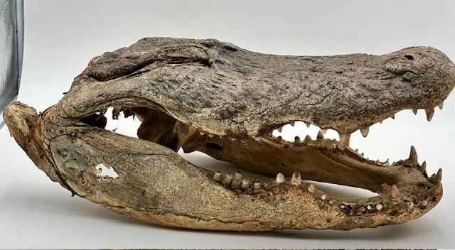Preserved Alligator Head (1 of 13)