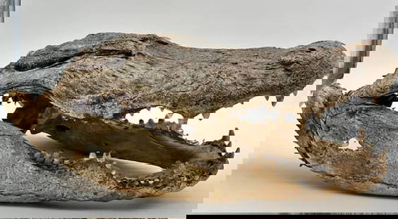 Preserved Alligator Head: Preserved Alligator Head. Approx. 25"l x 10"H. In aged condition. Some deterioration. Photos Are Considered Part Of The Description And Condition.