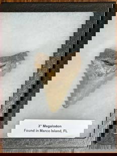 3" Megalodon Tooth in Glass Top Display Case: 3" Megalodon Tooth in Glass Top Display Case. Found in Marco Island, FL. Photos Are Considered Part Of The Description And Condition. 176.