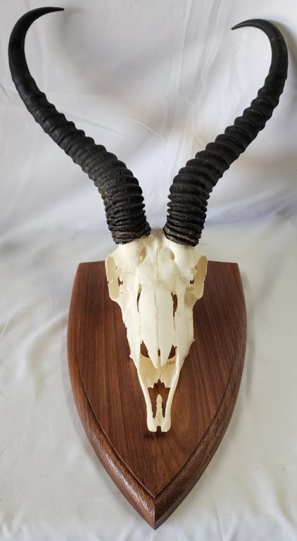 Vintage Mounted Antelope Skull with Horns (1 of 5)
