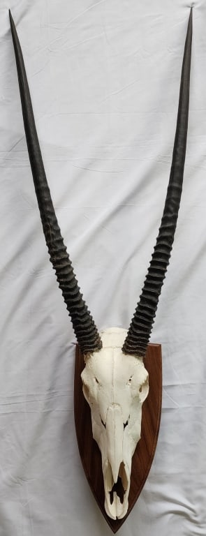 Mounted Gemsbok Oryx Skull w/ Horns (1 of 4)