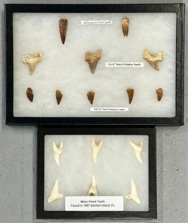 Group of Mako Shark & Dinosaur Fossilized Teeth: Group of Mako Shark & Dinosaur Fossilized Teeth. *(2) Spinosaurs Fossil Teeth. *(3) 1.5"-2" Fossil Otodus Teeth. *(5) 5/8"-1.25" Fossil Mosasaur Teeth. *(6) Mako Shark Teeth. Found in 1987 Sanibel Isl
