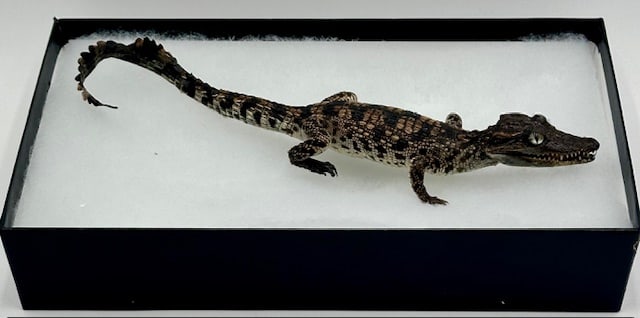 Taxidermy Stuffed Baby Alligator (1 of 15)