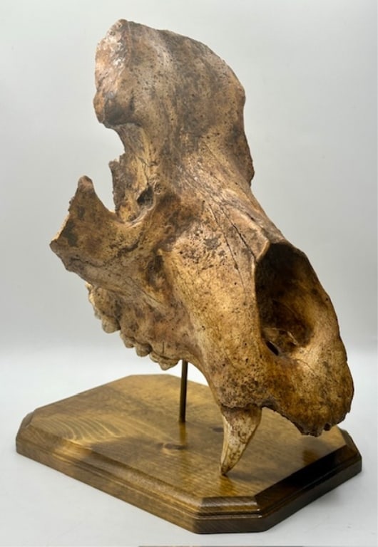 Grizzly Bear? Skull (1 of 10)