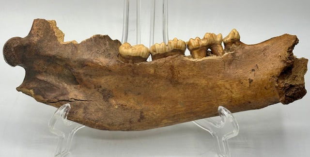 Juvenile Bear Jaw Bone Fossil: Lower jaw bone of juvenile bear. Approx. 10" Long. Photos are considered part of the condition and description. R