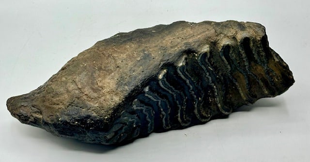 Fossilized Mammoth Molar (1 of 12)