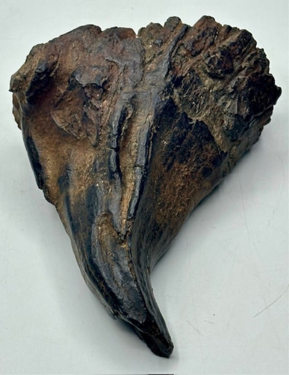 Woolly Mammoth Tooth: Wolly mammoth tooth fossil. Approx. 6"x9". Photos are considered part of the condition and description. R