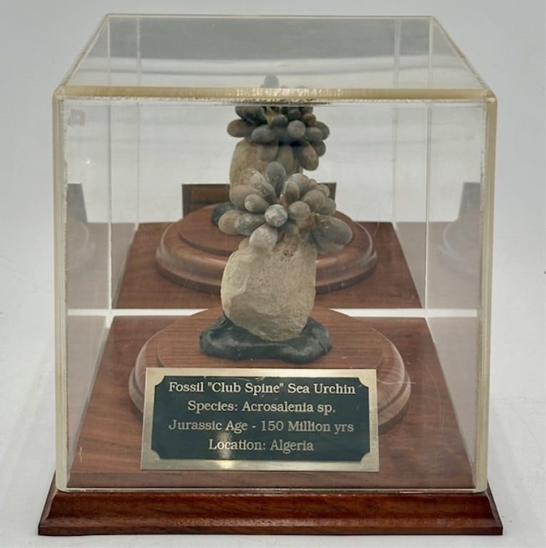 "Club Spine" Sea Urchin Fossil: "Club Spine" Sea Urchin fossil in mirrored back display case. Species Acrosalenia sp. Jurassic age- 150 million years. Location Algeria. Some pieces missing on top. Display case approximately 6 3/4" x