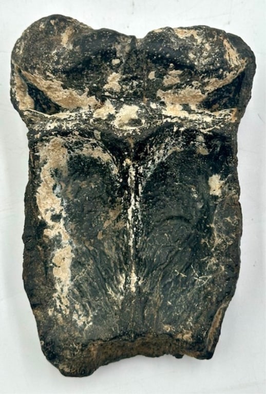 Fossilized Dugongidae Skull Cap (1 of 10)