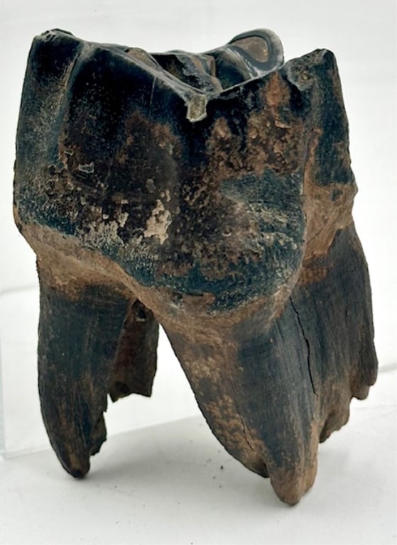 4" Wolly Rhinoceros Molar Fossil (1 of 11)