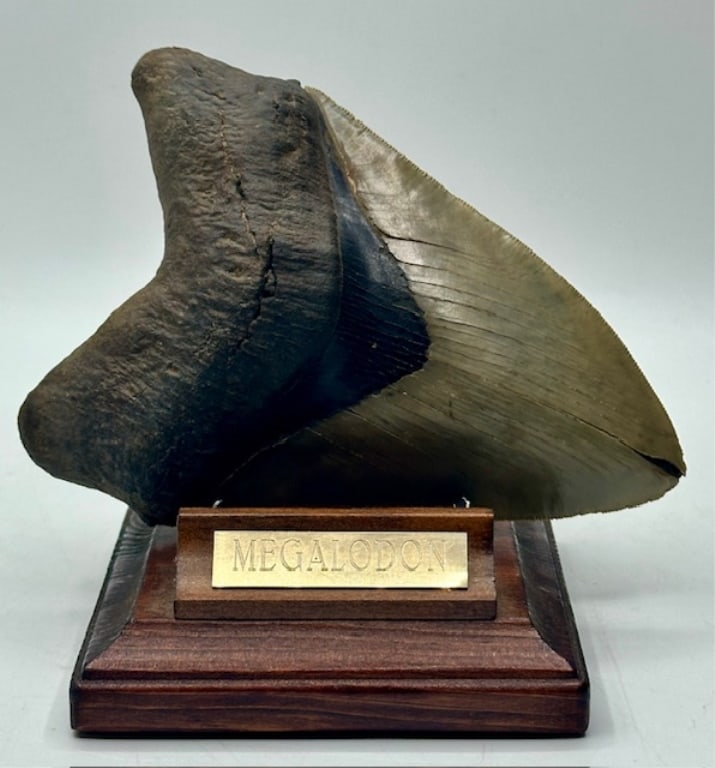 6" Megalodon Tooth with Stand: 6" Megalodon tooth on wood display stand. Photos are considered part of the condition and description. R