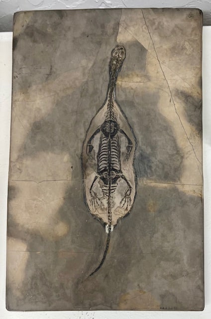 Keichousaurus (?) Skeleton Fossil (1 of 14)