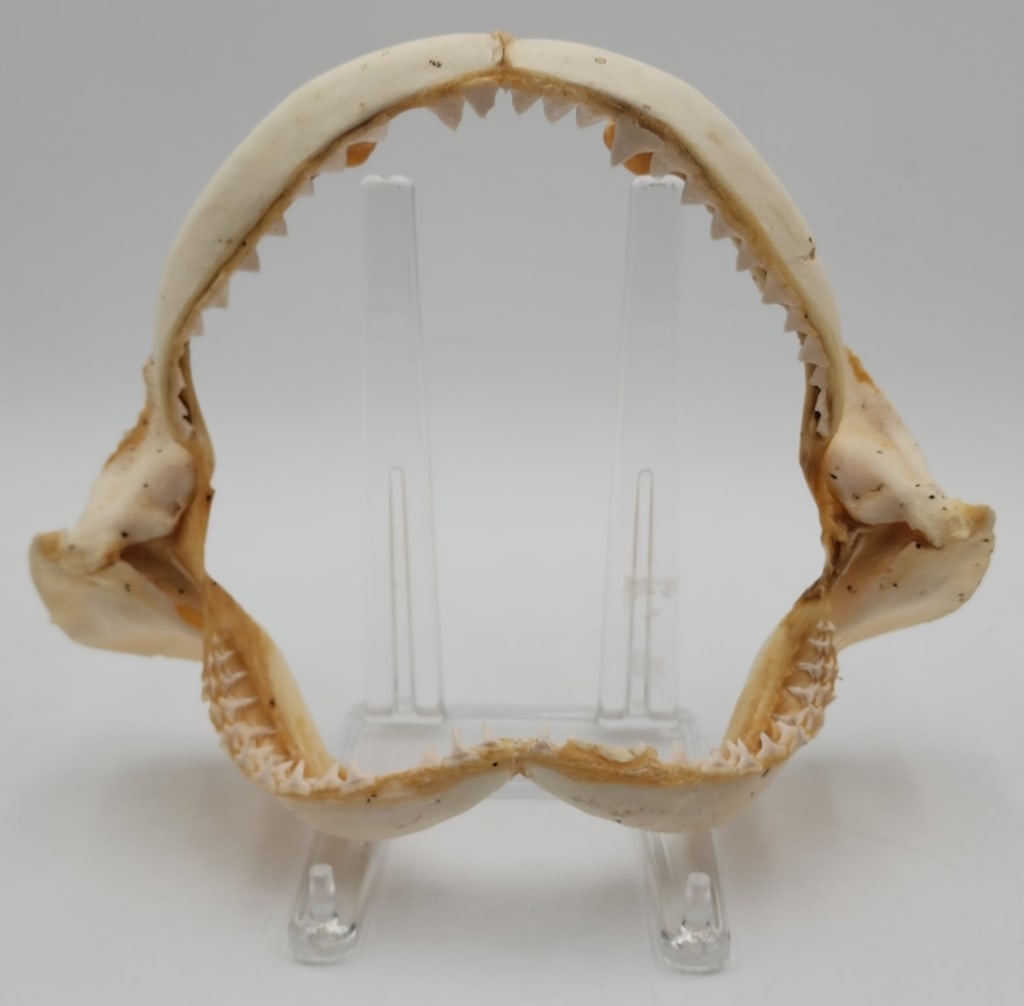 Mako Shark Jaw: Mako shark jaw with over 100 teeth attached. Approximately 9"h x 12"w. Photos are considered part of the condition and description. Y