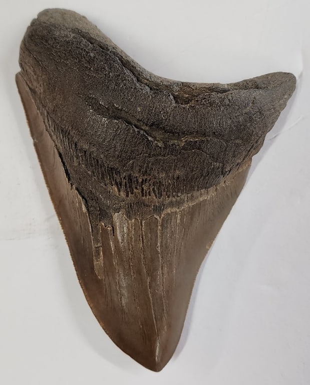 4" Megalodon Shark Tooth Fossil: Megalodon shark tooth fossil. Approximately 4.25" x 3.25". Photos are considered part of the condition and description. R