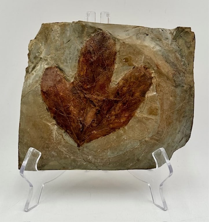 Fossil Sycamore Leaf (1 of 6)