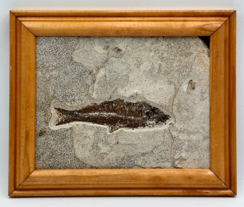 Framed Fossilized Fish In Natural Rock (1 of 5)