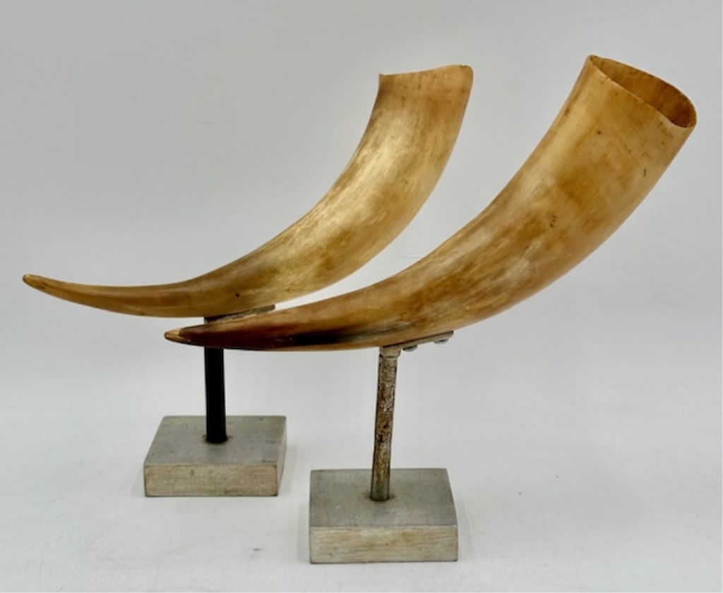 Pair of Polished Horns on Display Stands: Pair of polished horns on display stands. Removable from stands. Aluminum bases. Approximately 9.5"h. Chip on edge of 1 horn. Photos are considered part of the condition and description. R
