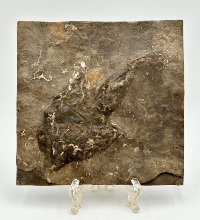Uknown Fossil Specimen: Unknown fossil specimen. Approximately 7.5"sq. Photos are considered part of the condition and description. R