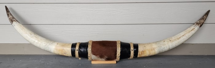 Mounted Longhorn Steer Horns Wall Hanging