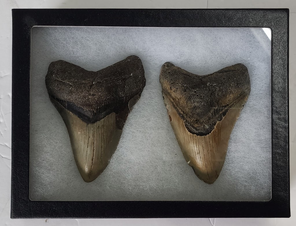 Pr. Megalodon Shark Teeth In Display Case: Pair of megalodon shark teeth in glass front display case. Teeth approximately 4.25" and case approximately 8.25" x 6.25" x 2". Photos are considered part of the condition and description. Y