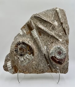 Stunning Orthoceras & Ammonite Cluster Fossils