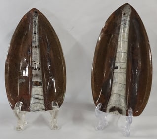 Pair Of Polished Orthoceras Fossils