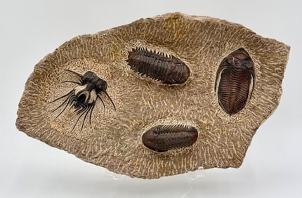 Large Rare Trilobites Cast Fossil