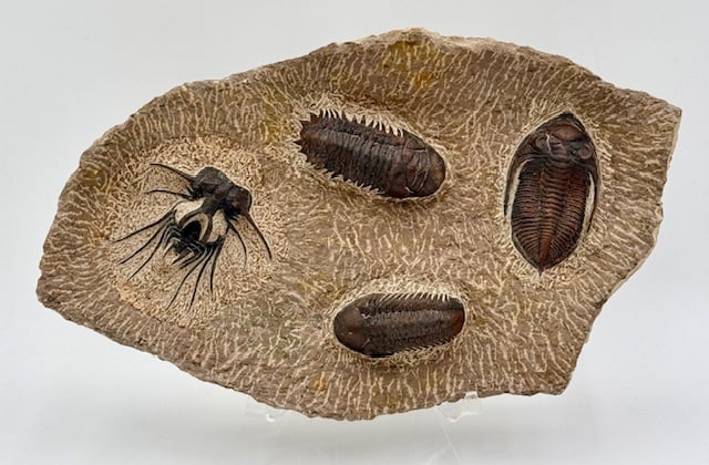 Large Rare Trilobites Cast Fossil (1 of 10)