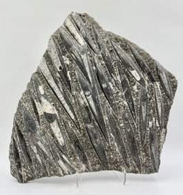 Large Rare Orthoceras Fossils