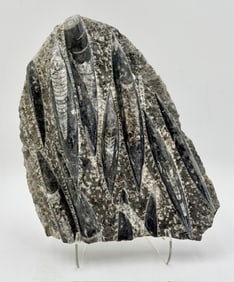 Beautiful Orthoceras Fossils