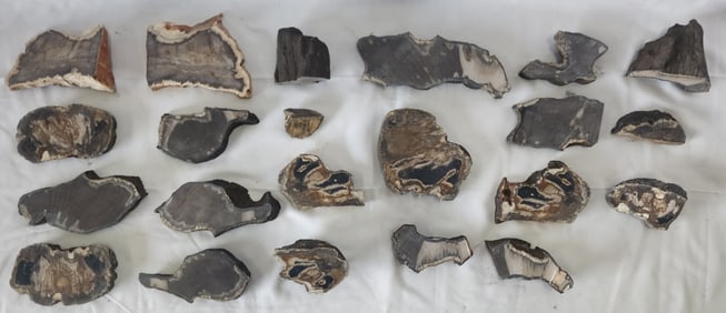 Large Collection of Assorted Petrified Wood Slices