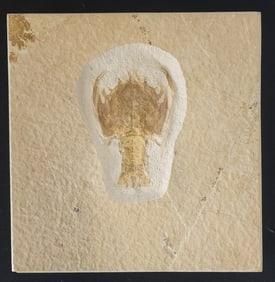 Jurassic Lobster Crustacean in Shadow Box