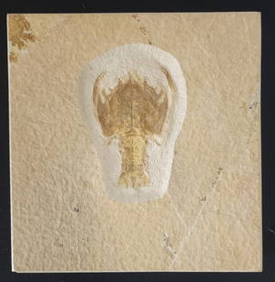 Jurassic Lobster Crustacean in Shadow Box: Jurassic lobster crustacean on limestone in shadow box. Shadow box approximately 12" x 15". Photos are considered part of the condition and description. R