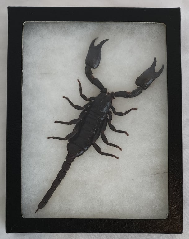 Taxidermy Asian Blue Forest Scorpion (1 of 4)