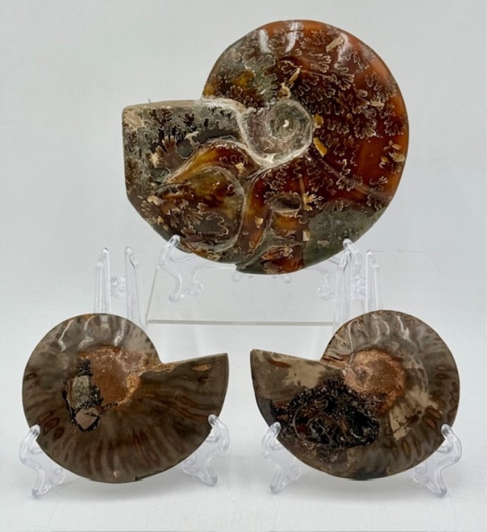 3pc Collection of Polished Ammonite Fossils (1 of 12)