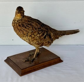 Female Pheasant Taxidermy Mount