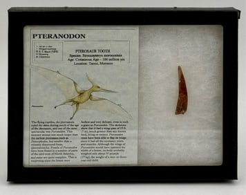 Pterosaur Tooth in Glass Front Display Box