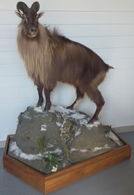Taxidermy Himalayan Life Sized Tahr