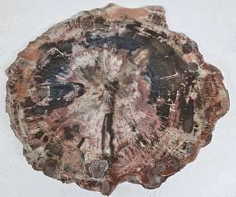Large Slab Cut of Petrified Wood