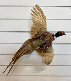Flying Ring Neck Pheasant Taxidermy Mount