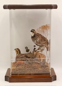 Pr. Taxidermy Quals in Acrylic Display Case