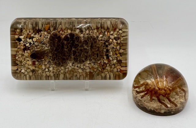 Pair of Resin Encased Taxidermy Specimens (1 of 10)