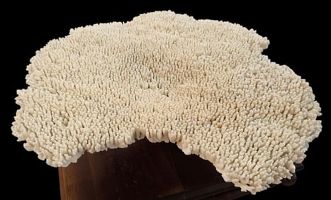 Beautiful Large White Table Coral Specimen