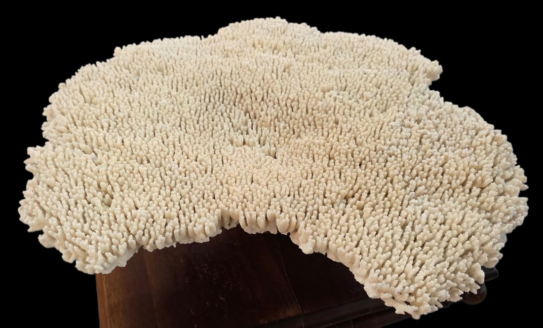 Beautiful Large White Table Coral Specimen: Beautiful large white table coral specimen. Approximately 6"h x 24"w. Photos are considered part of the condition and description. R