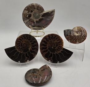 Collection of Polished Ammonite Fossils